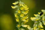 Indian sweetclover